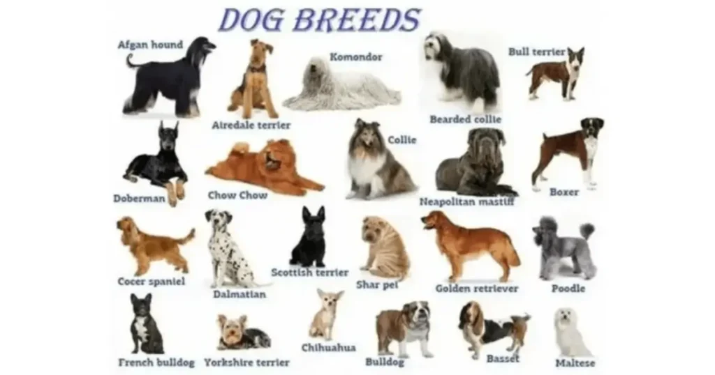 Dog Breeds