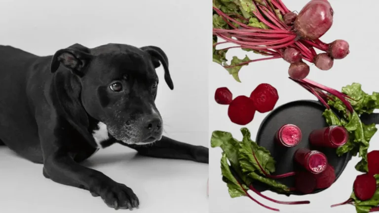 Are Beets Good for Dogs