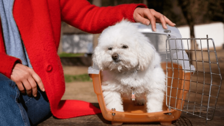 Dog Crates: Your Ultimate Guide for 2024