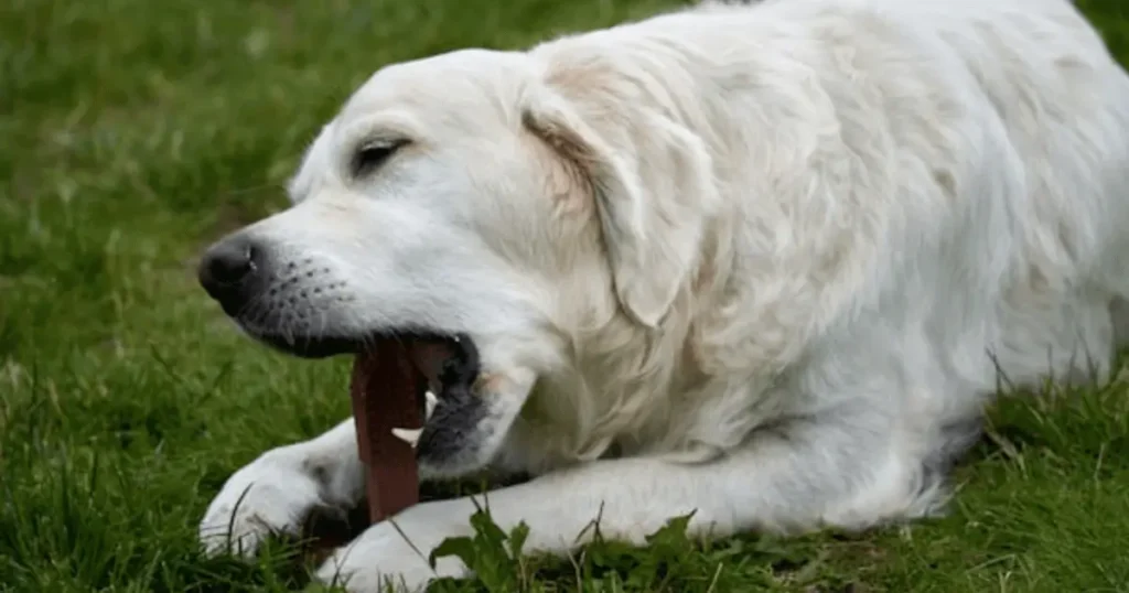 Can Dogs Have Steak Bones