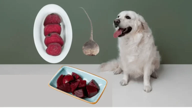 Can dogs eat beets