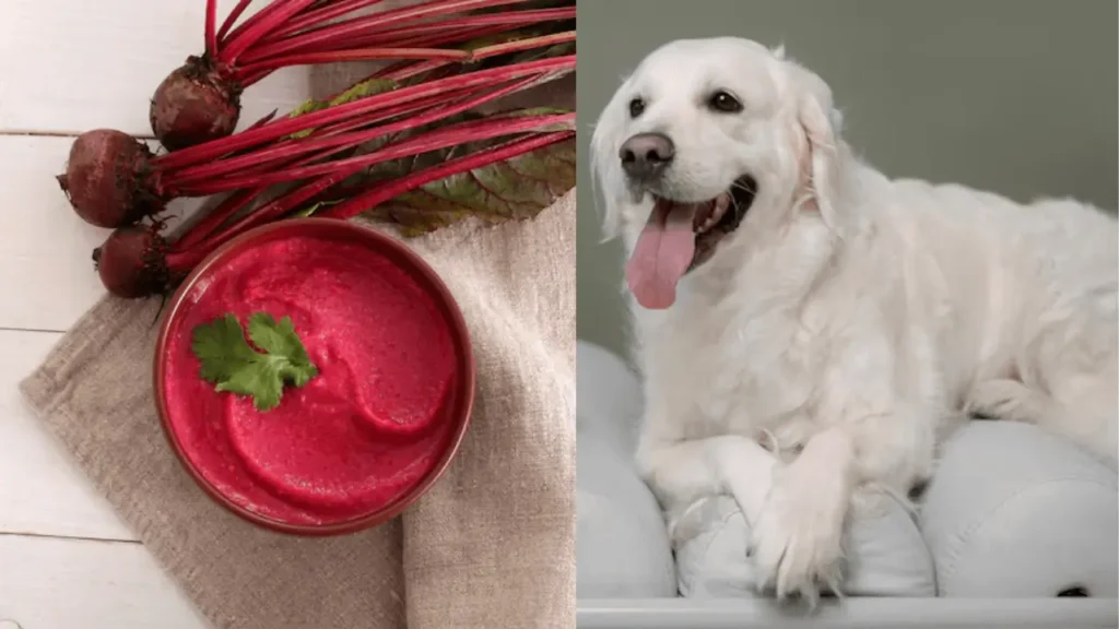 Can dogs eat beets