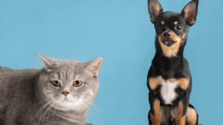 Can Dogs Be Allergic to Cats?