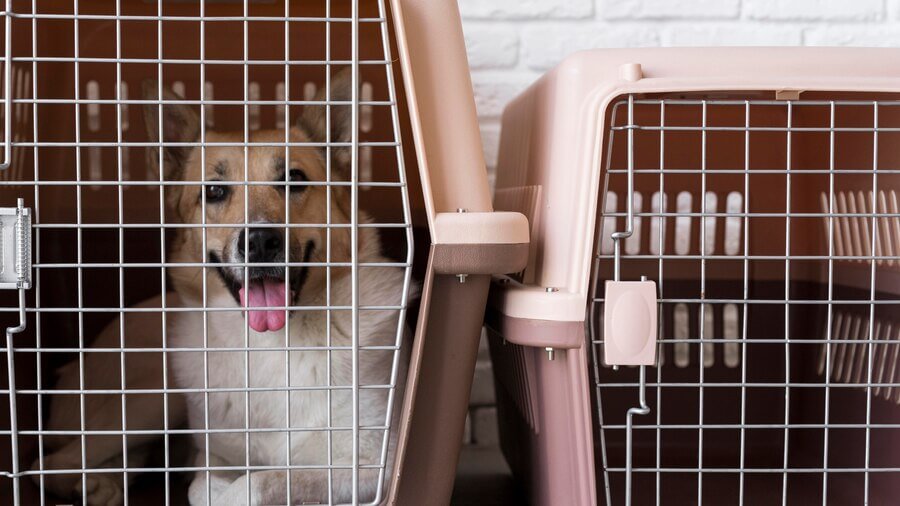 Small Dog Crate