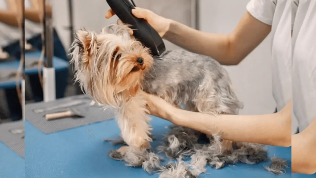 Best Dog Hair Clippers