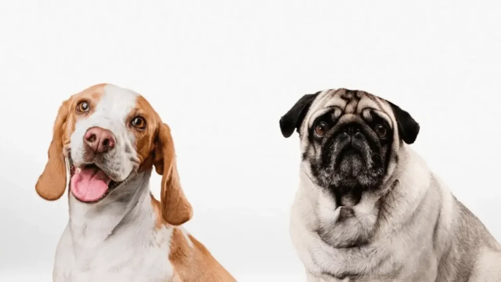 Best Dog Variety Finding the Ideal Breed for Your Lifestyle