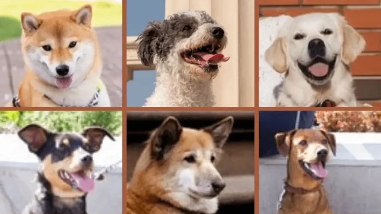 Top Dogs: A Guide to the Most Popular Dog Breeds