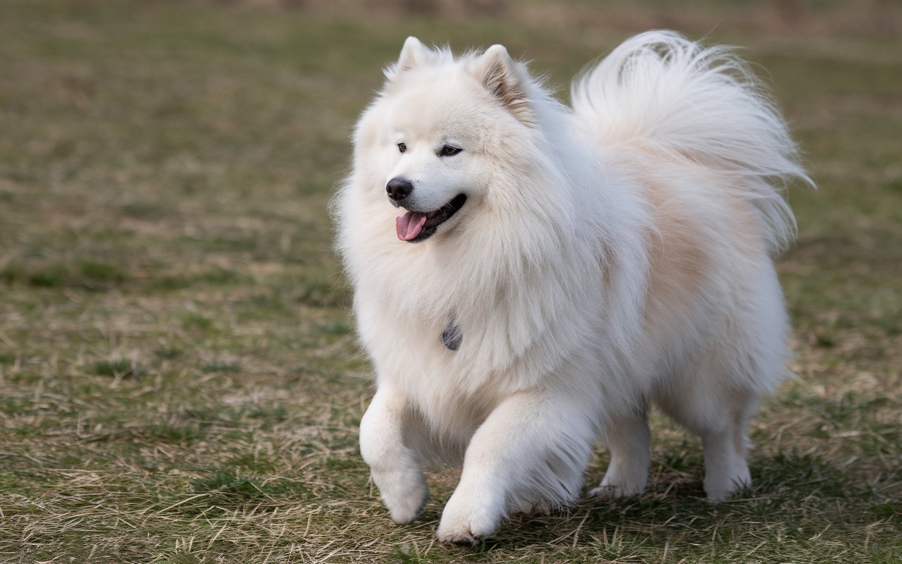 Top White Dog Breeds: Fluffy, Big, and Family-Friendly!