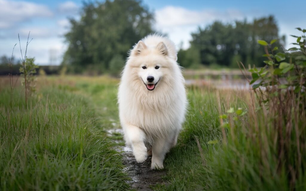 Top White Dog Breeds: Fluffy, Big, and Family-Friendly!