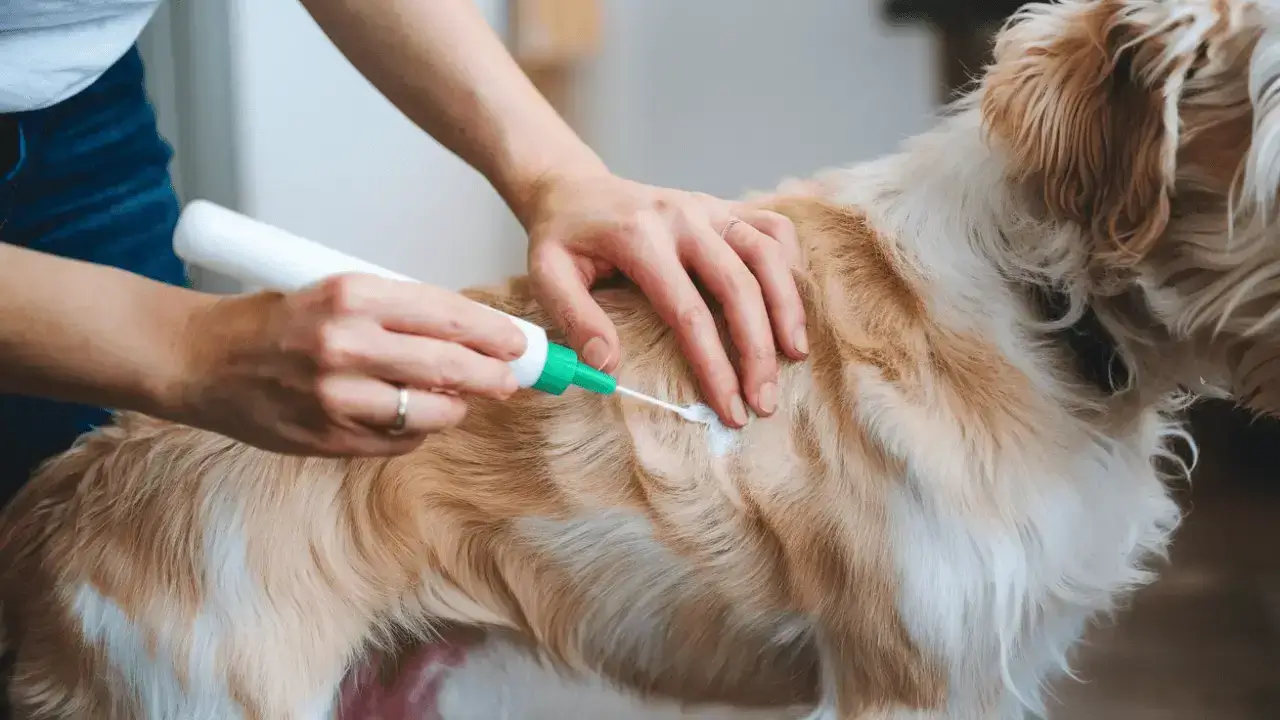 Veterinarian examining a dog for lice, highlighting care for canine lice in dogs and cats.